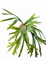 Kunstplant Staghorn fern