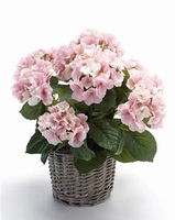 Kunstplant Hortensia roze in mand