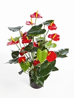 Kunstplant Anthurium de luxe rood