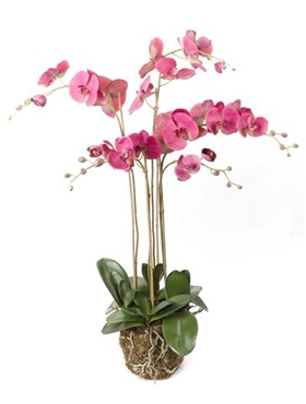 Kunstplant Phalaenopsis with moss beauty