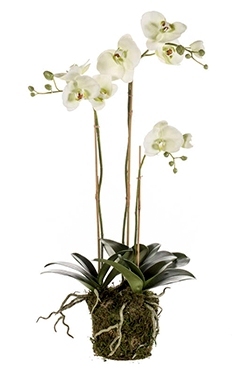 Kunstplant Phalaenopsis with moss light green