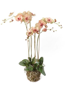 Kunstplant Phalaenopsis with moss old pink