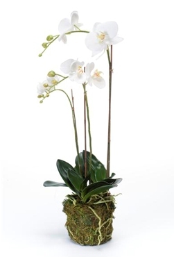 Kunstplant Phalaenopsis with moss white M