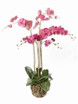 Kunstplant Phalaenopsis with moss beauty